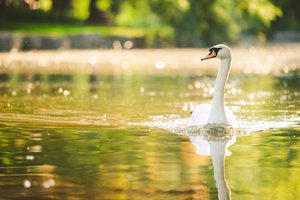 Swan in the Victoria Park lake